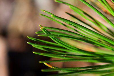Pinus heldreichii 'Smidtii' borovice heldreichova - jehlice